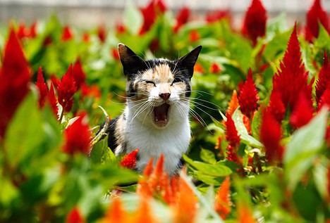 ¿Cómo se forman los tsunamis? Los satélites podrían explicar el origen de estas olas gigantes