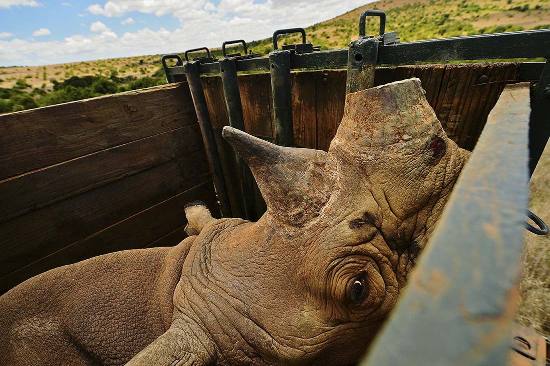11 de los 73 rinocerontes negros en vías de extinción, son protegidos para que se reproduzcan