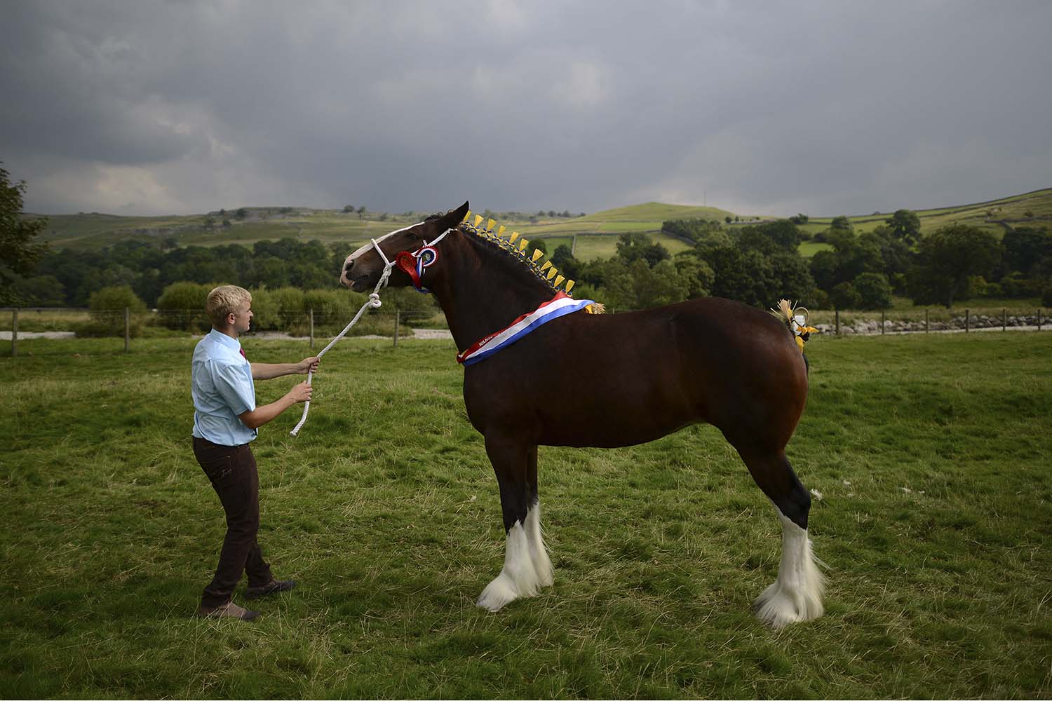 Deighton Model, caballo de tiro ganador en la Feria Agrícola de Kinsey