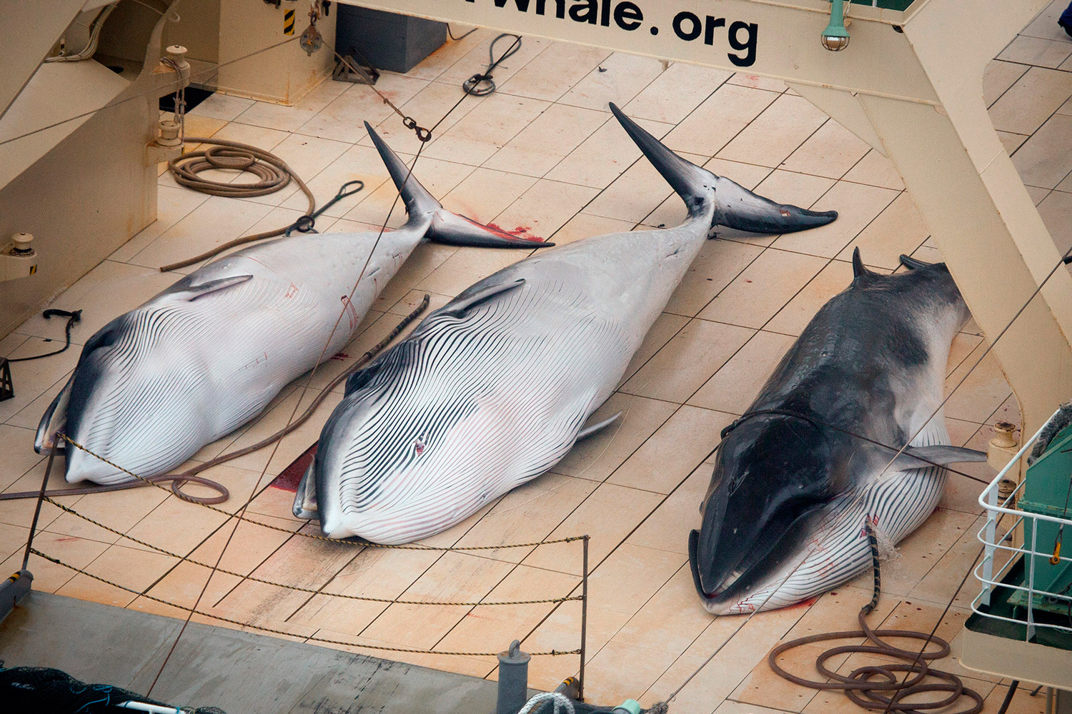 Japón se prepara para volver a cazar ballenas en el Antártico en 2015