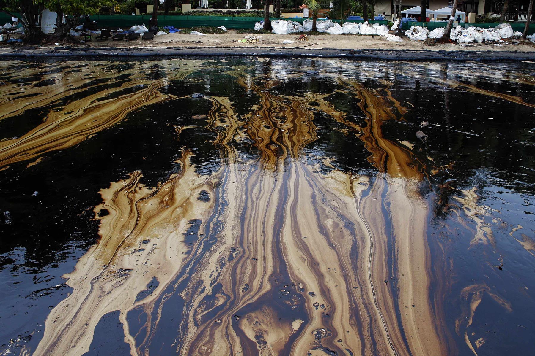 Сосна утонет в нефти