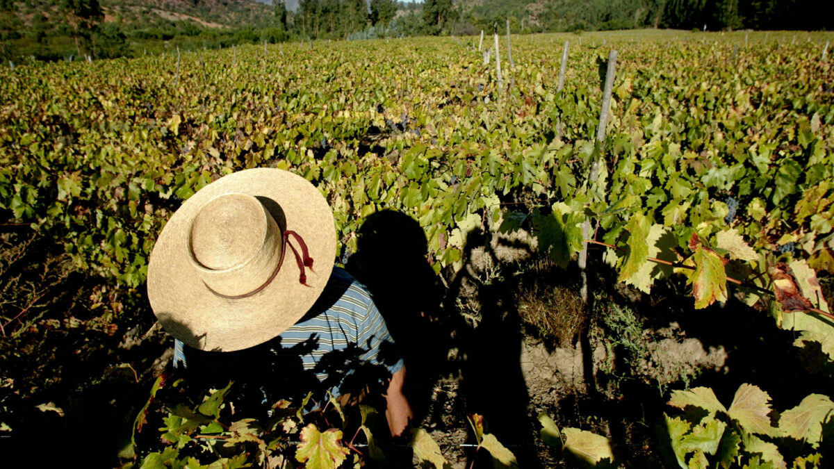 Especial Chile. La industria vitivinícola exporta un 3% del vino que se consume en el mundo