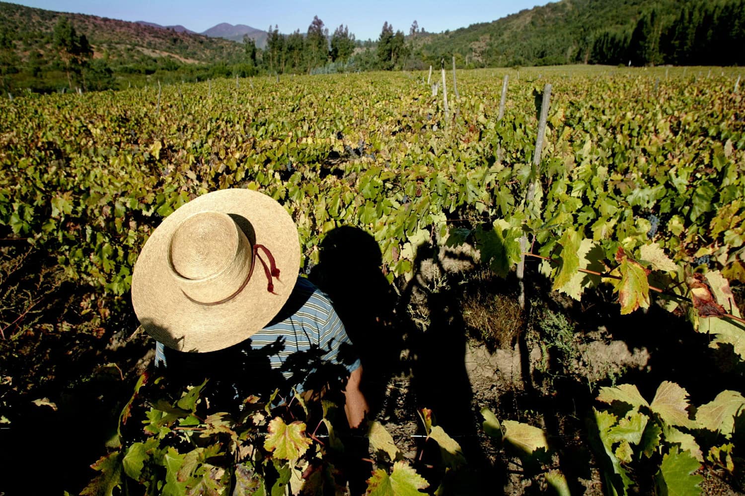 Especial Chile. La industria vitivinícola exporta un 3% del vino que se consume en el mundo