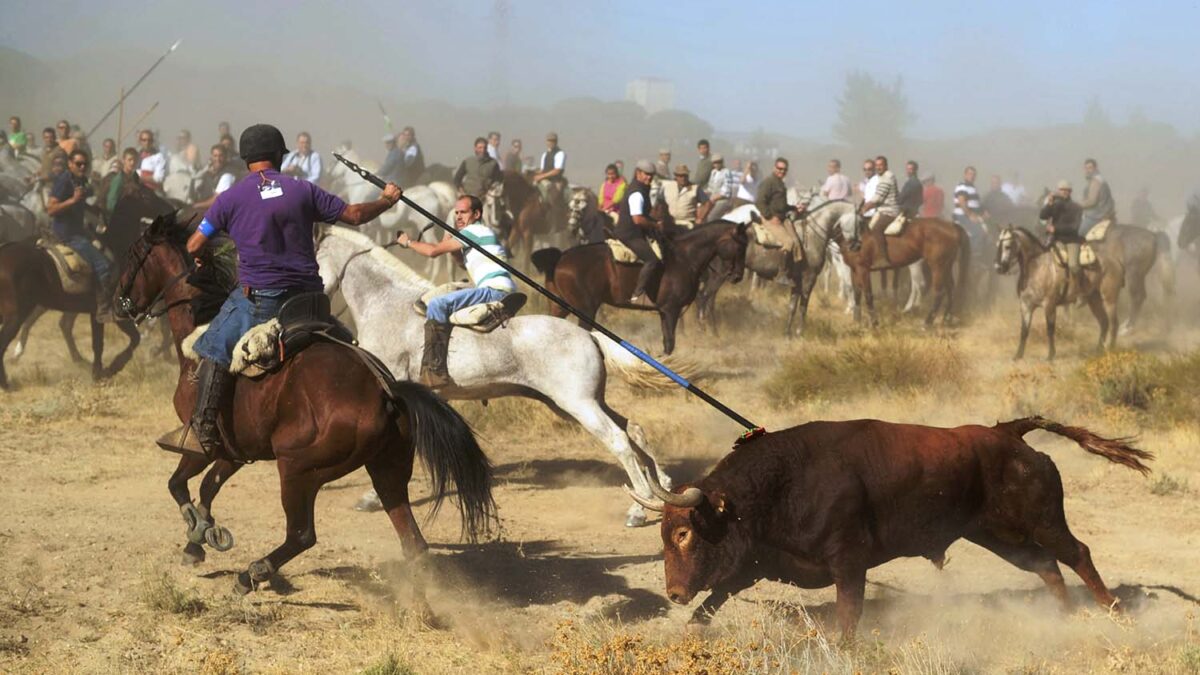 La fiesta del Toro de la Vega de Tordesillas, Valladolid, deja dos heridos