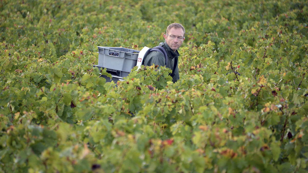 Los viticultores franceses se enfrentan a una de las cosechas “más pobres de las últimas 4 décadas”