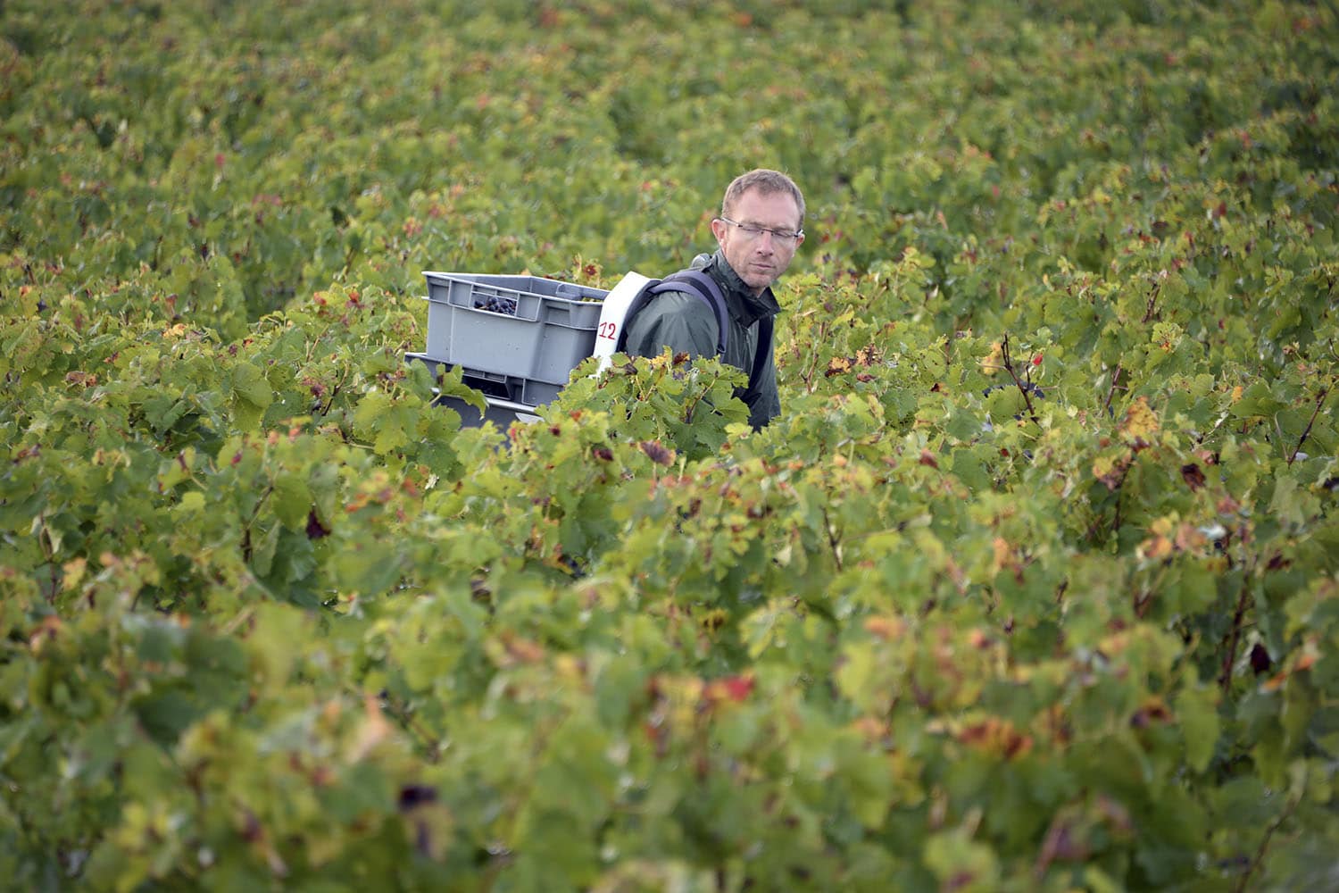 Los viticultores franceses se enfrentan a una de las cosechas "más pobres de las últimas 4 décadas"