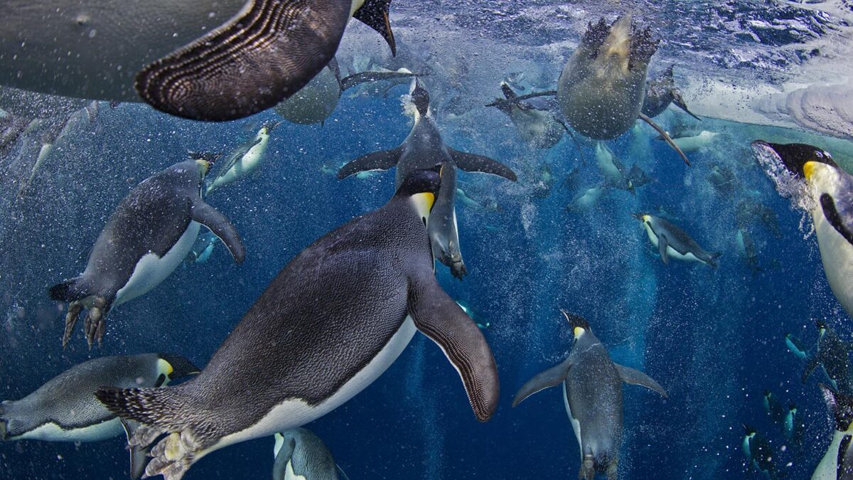 Especial World Press Photo. Primer premio en la categoría Naturaleza, Reportajes Gráficos