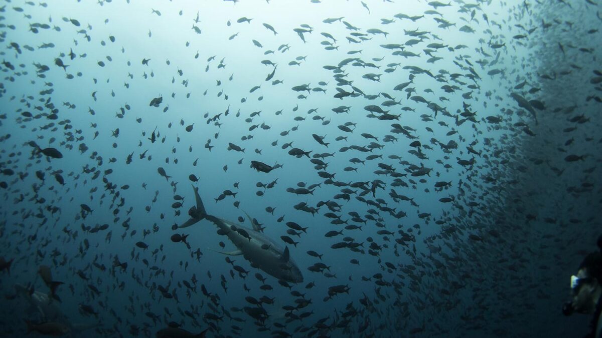 Especial Galápagos. Un atún nada entre un banco de peces en la Reserva Marina de Galápagos