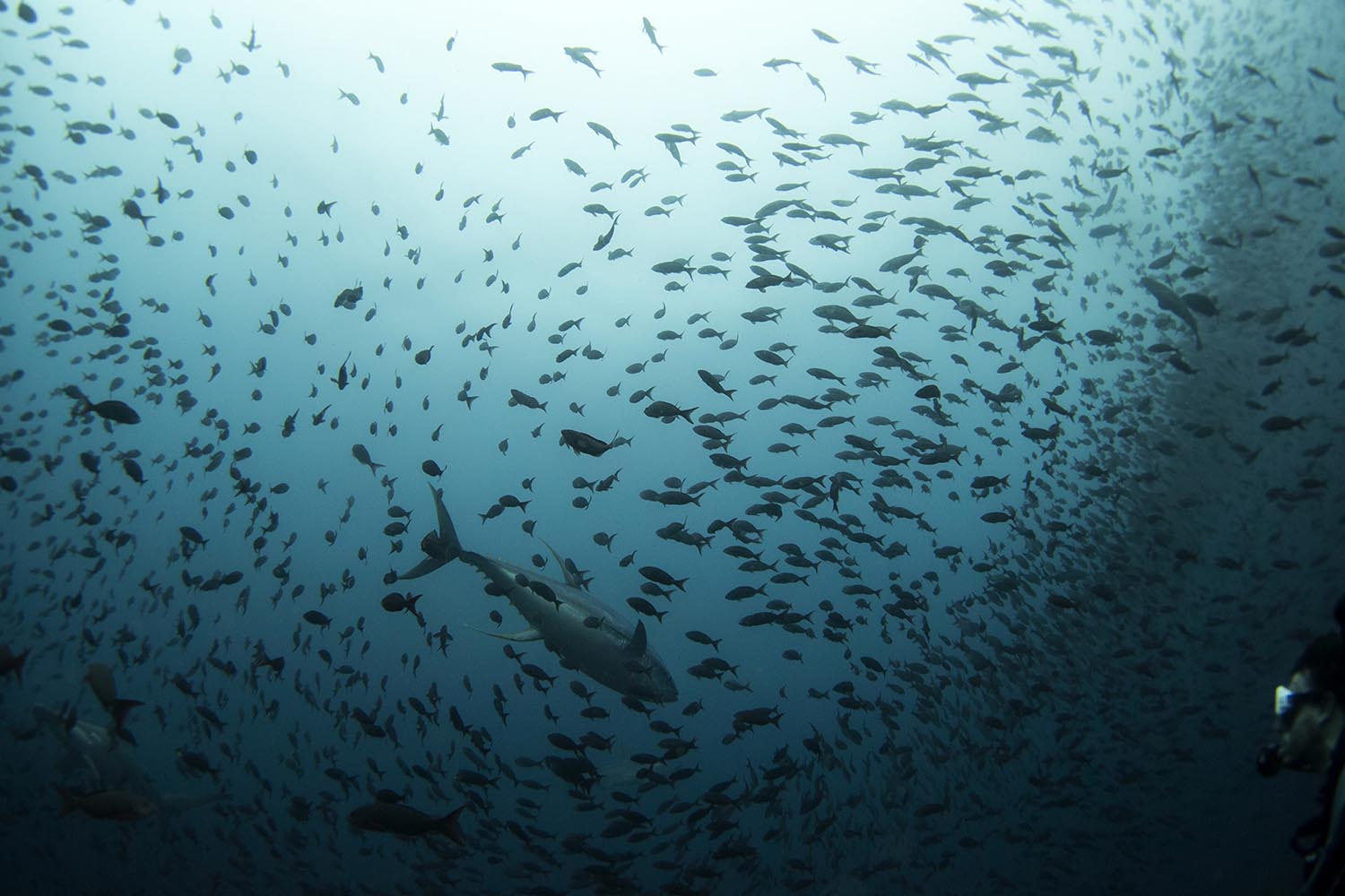 Especial Galápagos. Un atún nada entre un banco de peces en la Reserva Marina de Galápagos
