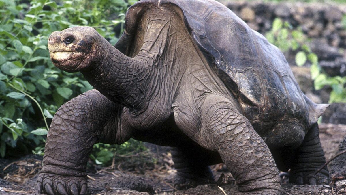 Especial Galápagos. Al menos existen 17 ejemplares similares a la tortuga gigante George