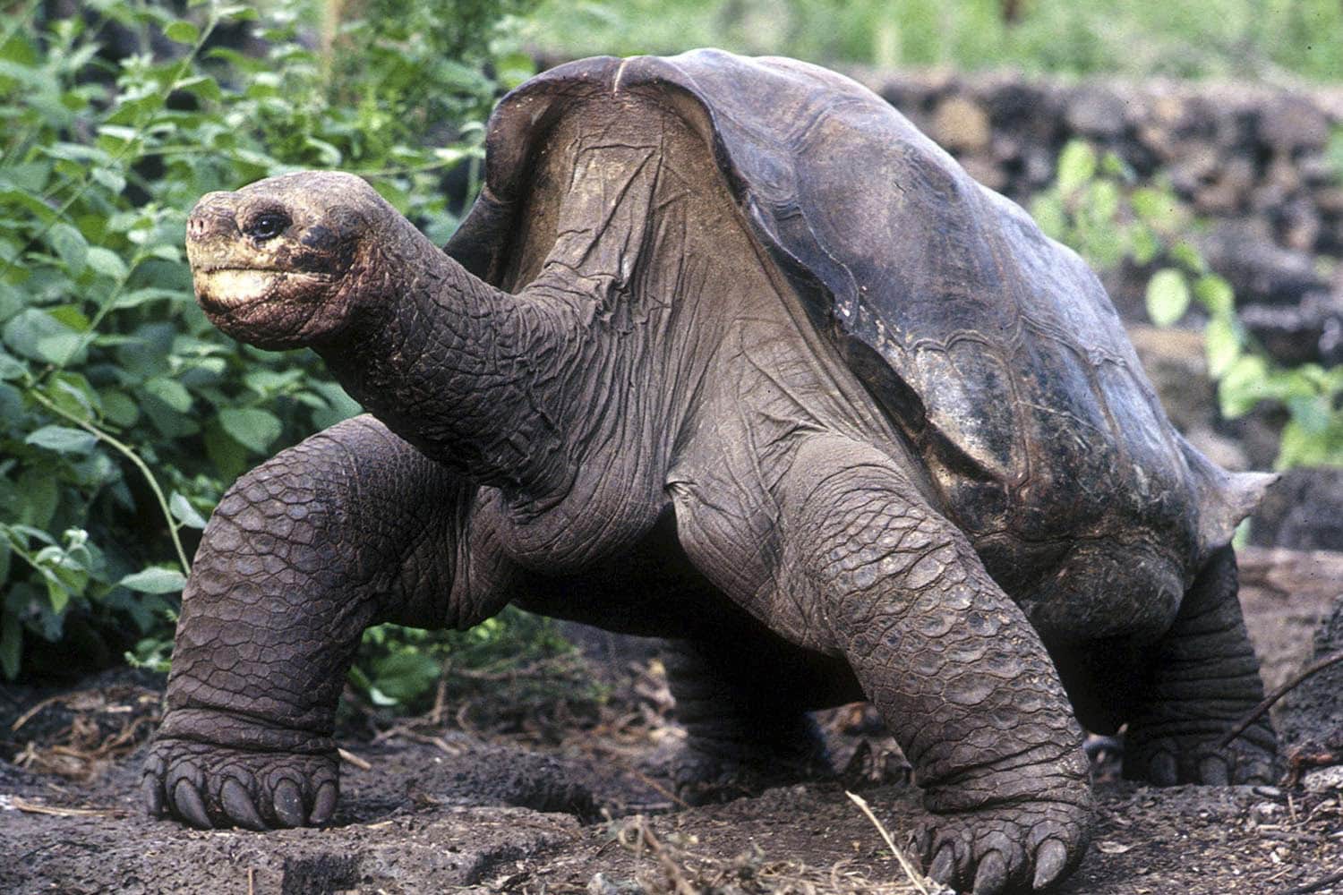 Especial Galápagos. Al menos existen 17 ejemplares similares a la tortuga gigante George