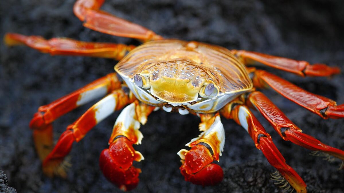 Especial Galápagos. La zapaya (Grapsus grapsus) es un cangrejo rojo típico de las islas