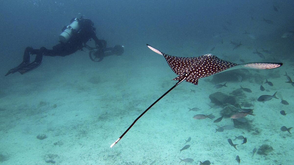Especial Galápagos. Christophe Bailhache graba con una cámara acuática SVII en una inmersión marina