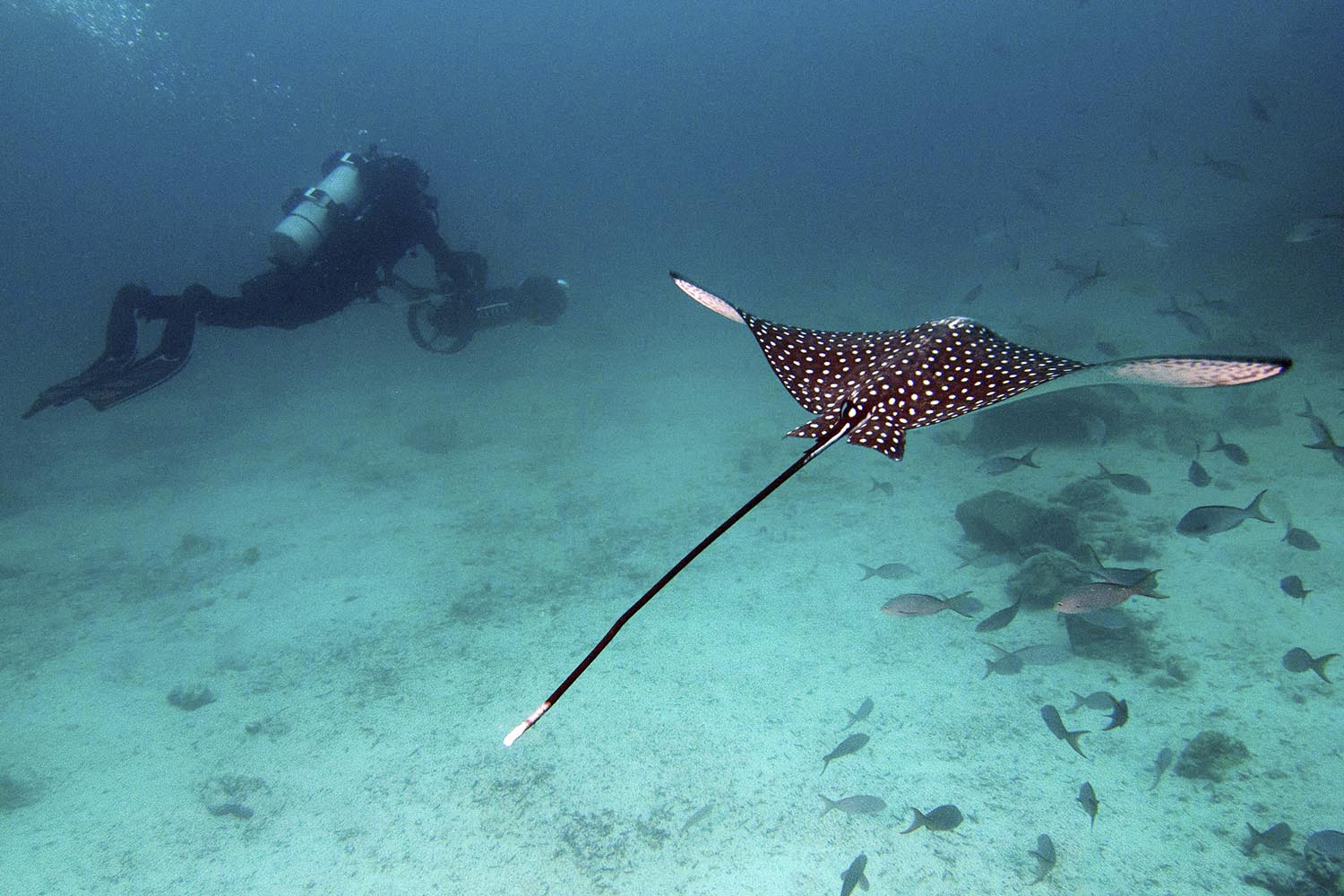 Especial Galápagos. Christophe Bailhache graba con una cámara acuática SVII en una inmersión marina