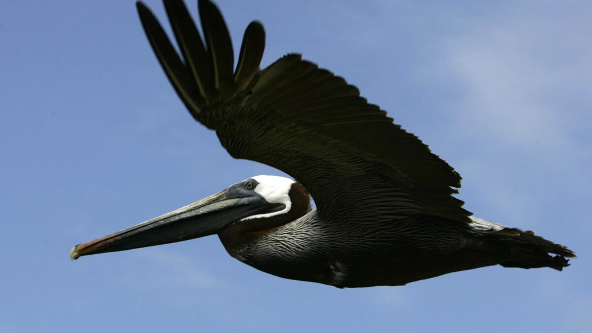 Especial Galápagos. Un pelícano pardo (Pelecanus occidentalis) sobrevuela el cielo del archipiélago