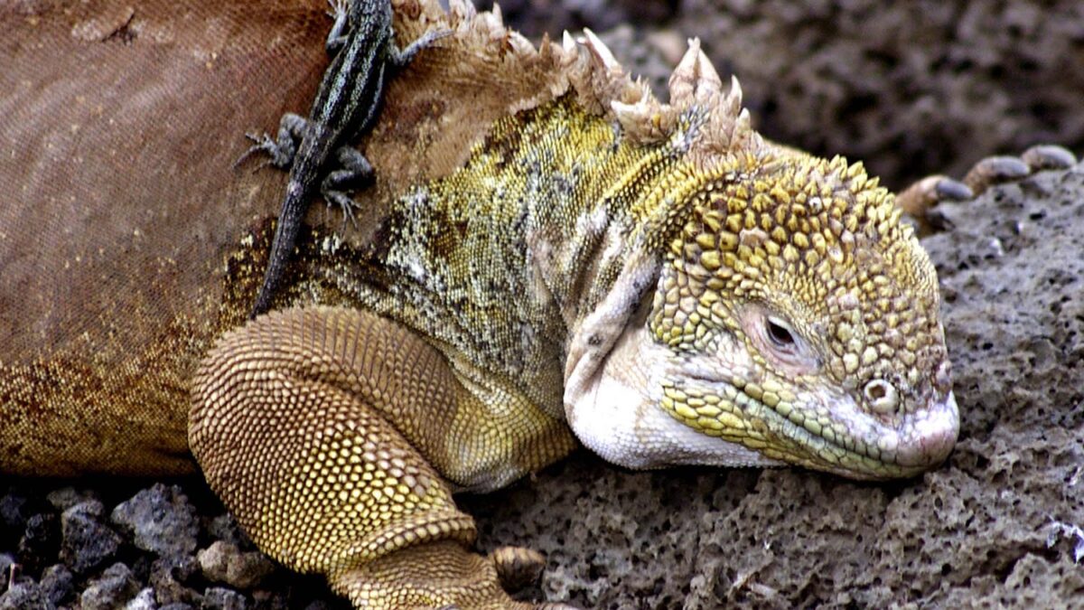 Especial Galápagos. Una iguana terrestre y una lagartija de lava, en la Fundación Charles Darwin