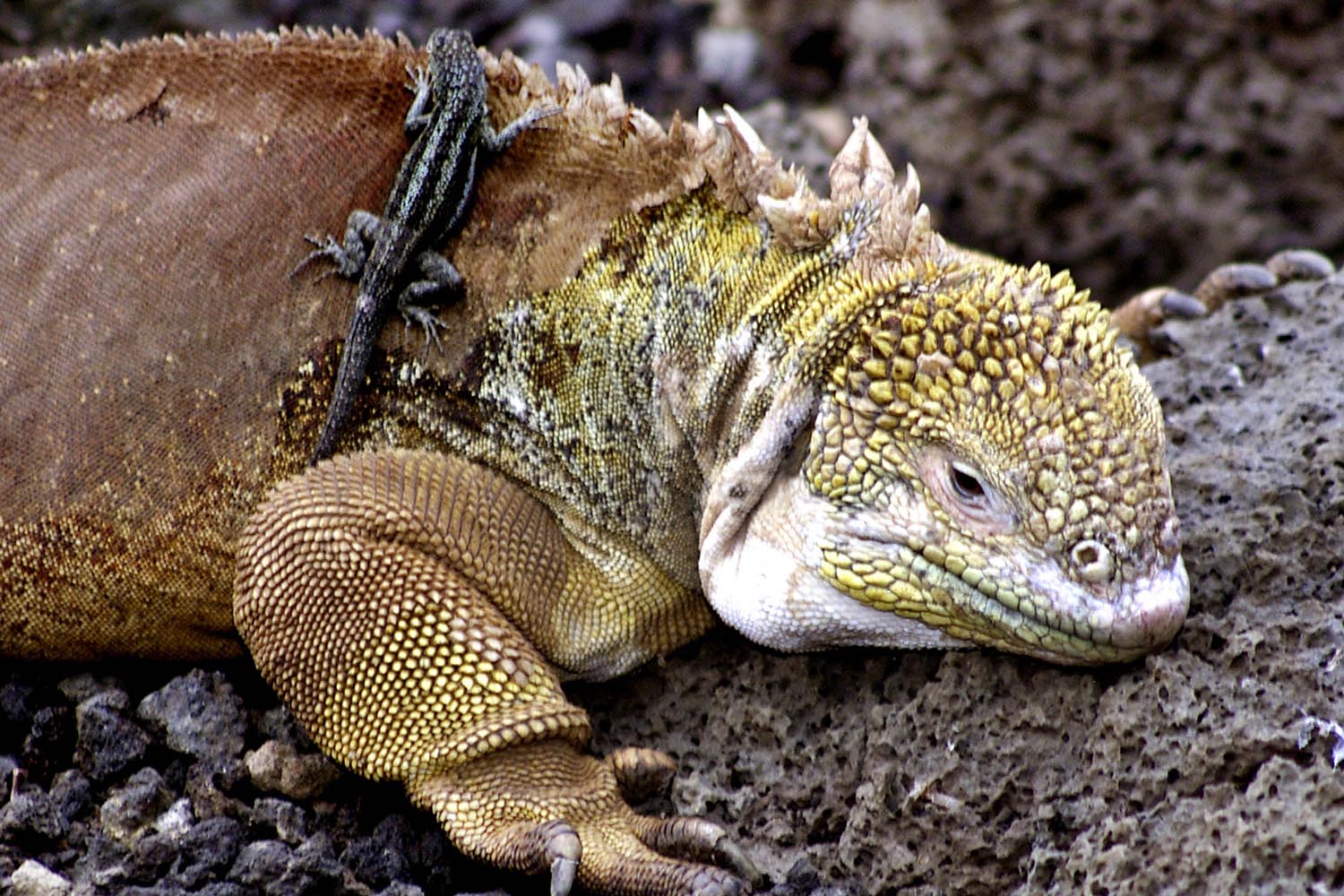 Especial Galápagos. Una iguana terrestre y una lagartija de lava, en la Fundación Charles Darwin