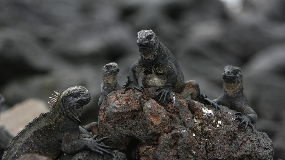 Especial Galápagos. La iguana marina es una especie que sólo existe en las Galápagos