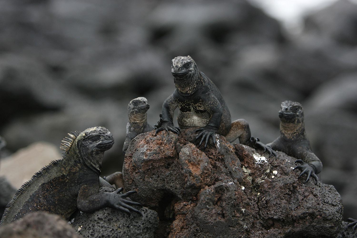 Especial Galápagos. La iguana marina es una especie que sólo existe en las Galápagos