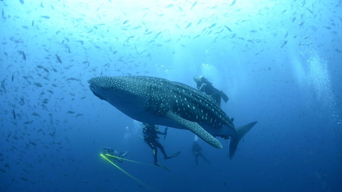 Especial Galápagos. Los tiburones ballenas (Rhincodon typus) son rastreados vía satélite
