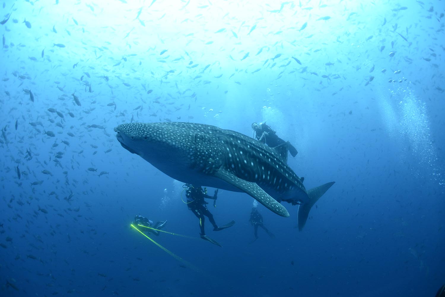Especial Galápagos. Los tiburones ballenas (Rhincodon typus) son rastreados vía satélite