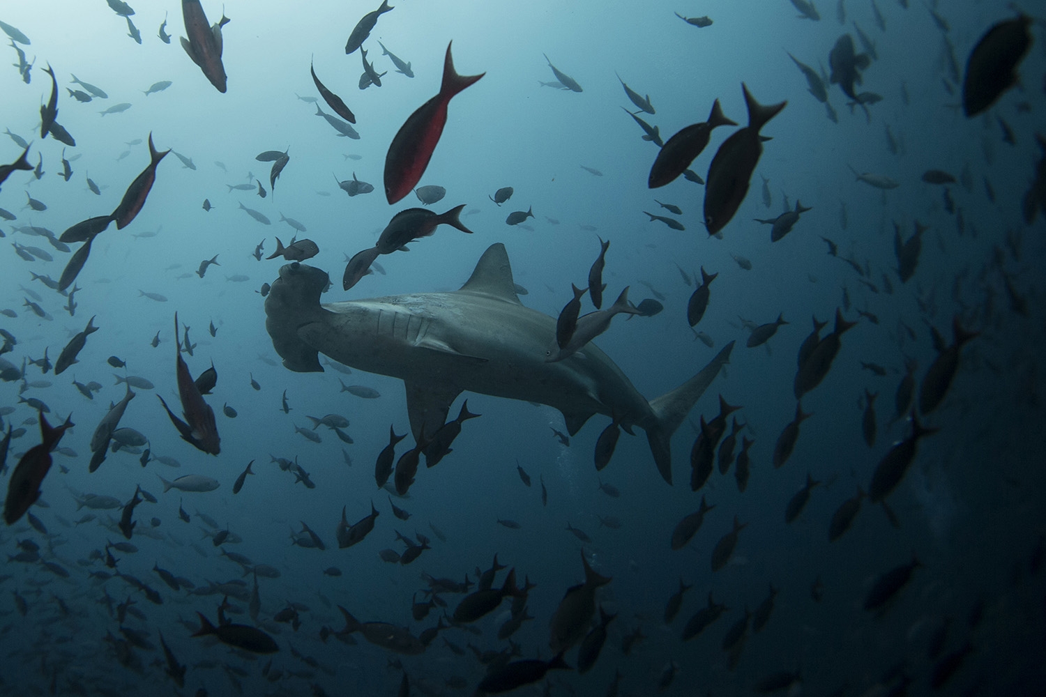 Especial Galápagos. Un tiburón martillo (Sphyma lewini), cerca de la Isla Lobos