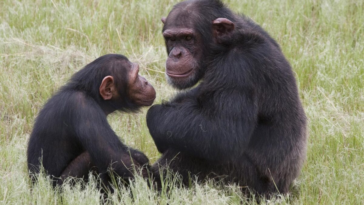 Un estudio descubre notables similitudes entre las vocalizaciones de los chimpancés y los humanos