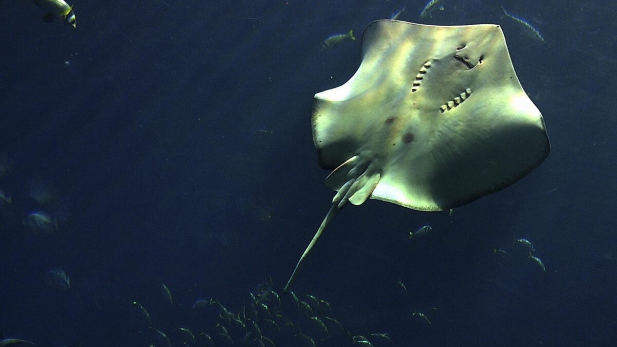 El Atlantis de Dubái inicia una campaña para atraer a los turistas de mayor poder adquisitivo