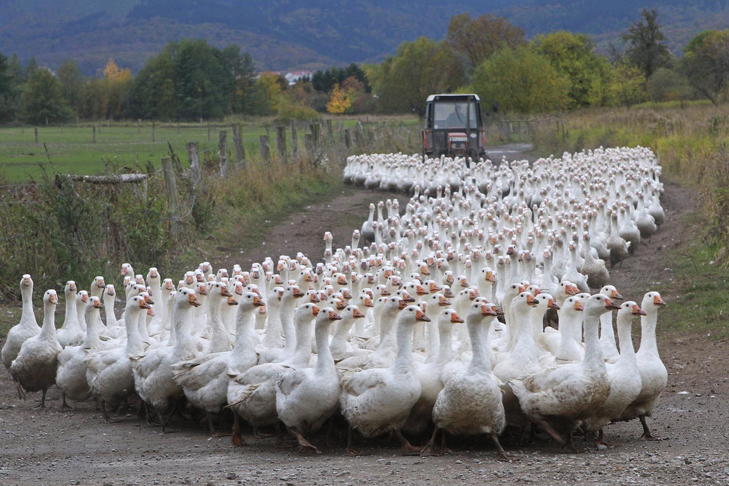 Los criadores de gansos inician la pretemporada navideña en Alemania