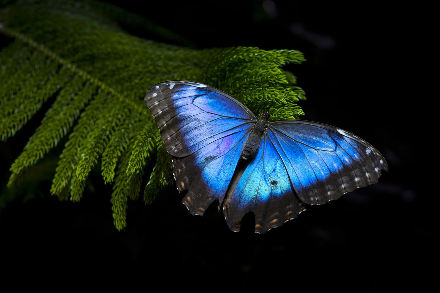 El Museo de Historia Natural de Nueva York inaugura la exposición El Conservatorio de Mariposas
