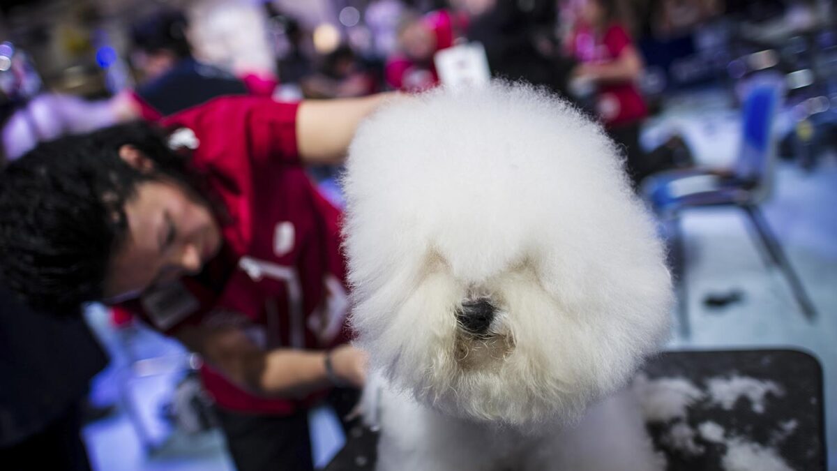 17 países participan en los Campeonatos Mundiales de Peluquería Canina en Barcelona