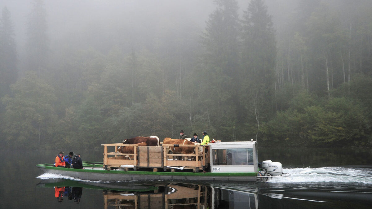 Los ganaderos de Baviera inician su recorrido de vuelta por el Koenigssee transportando a sus reses
