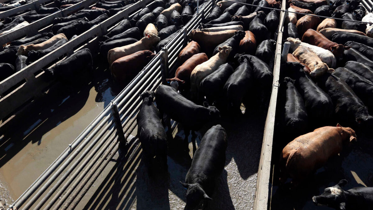 Estados Unidos evalúa volver a importar carne de ternera argentina