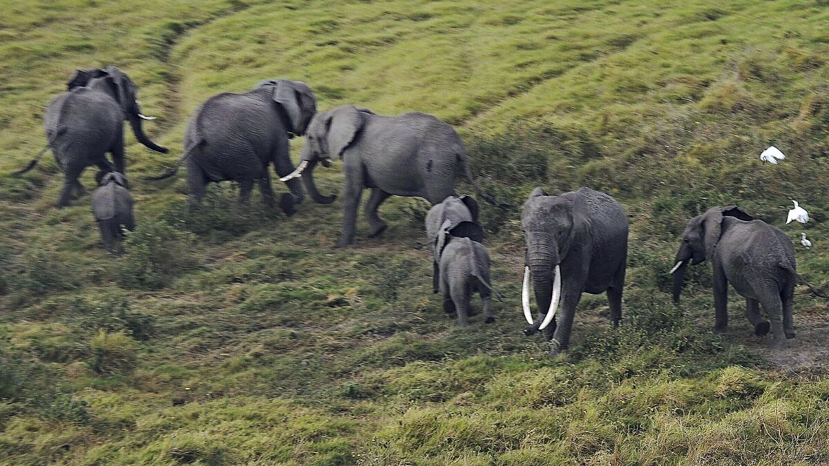 Ponen en marcha un censo aéreo de elefantes en Kenia y Tanzania