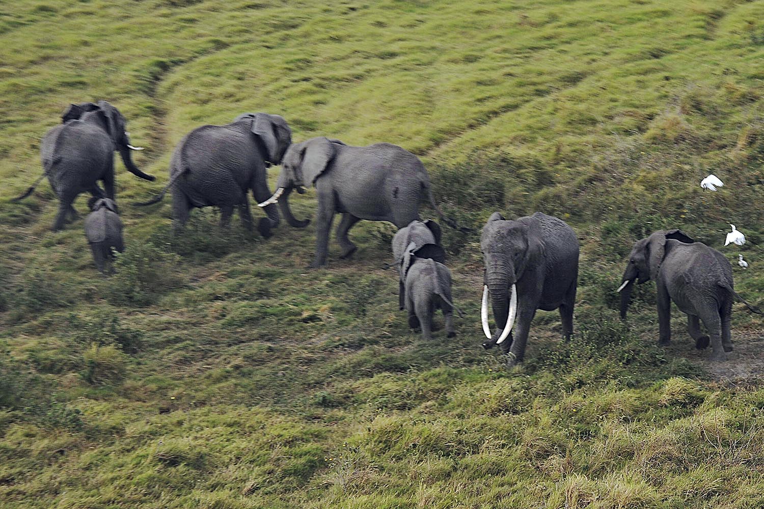 Ponen en marcha un censo aéreo de elefantes en Kenia y Tanzania