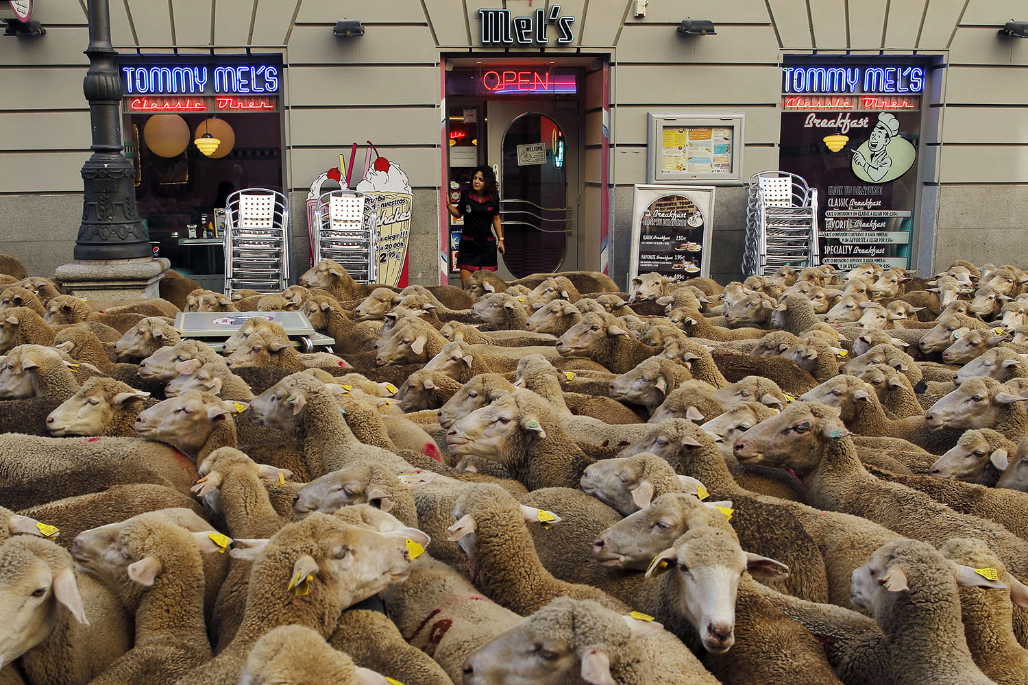 Unas 2.000 ovejas recorrieron las calles del centro de Madrid en la Fiesta de la Transhumancia