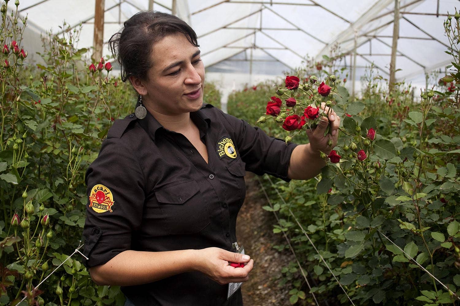 Un equipo de ingenieros agroindustriales crea Bichópolis y mejora los cultivos de rosas en Colombia