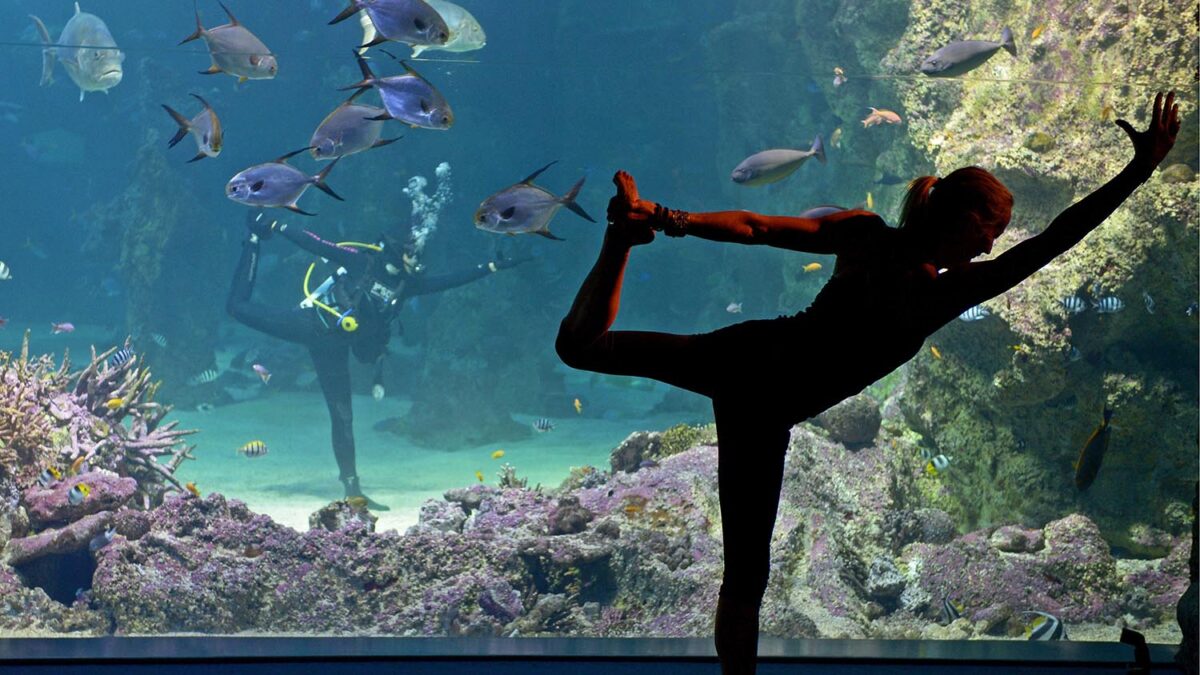 El Acuario de Sídney da clases de yoga con un instructor que dirige los movimientos desde el agua