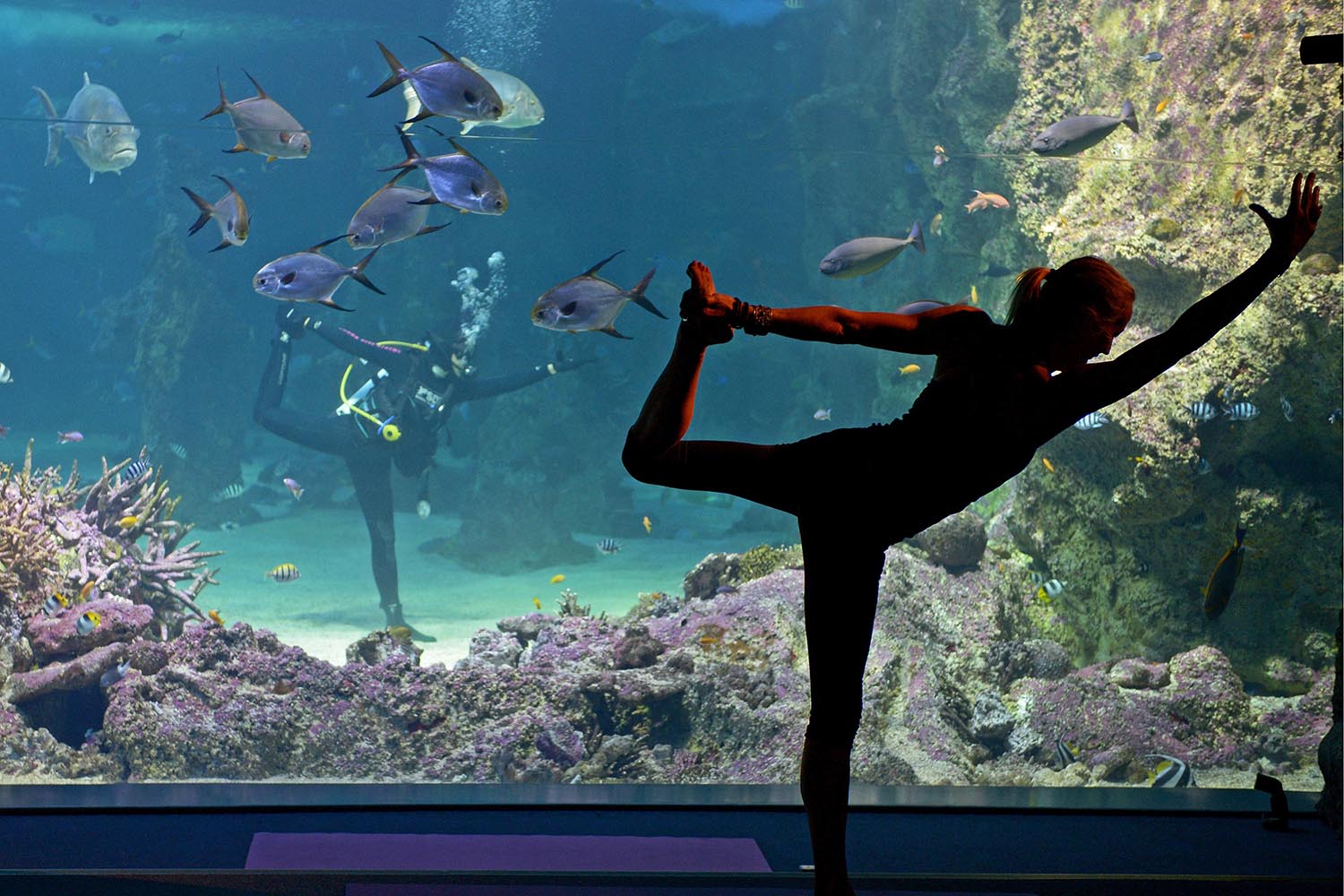 El Acuario de Sídney da clases de yoga con un instructor que dirige los movimientos desde el agua