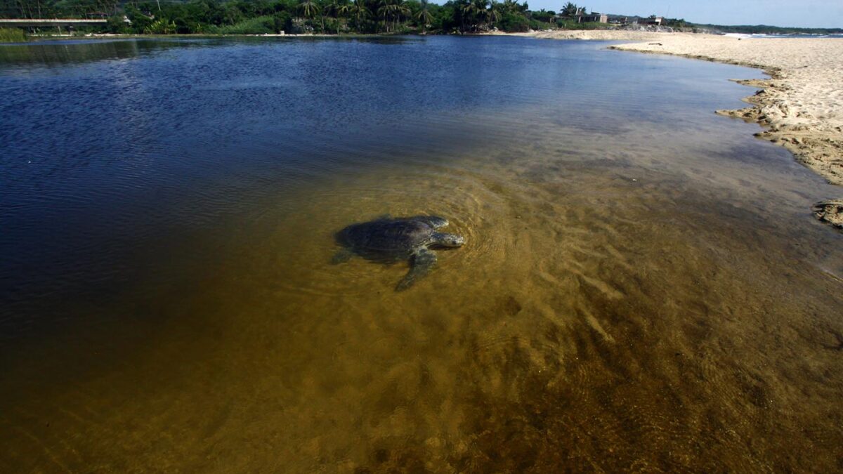 Comienza la llegada diaria de unas 1.000 tortugas golfinas a las playas de Ixtapilla, en Michoacán