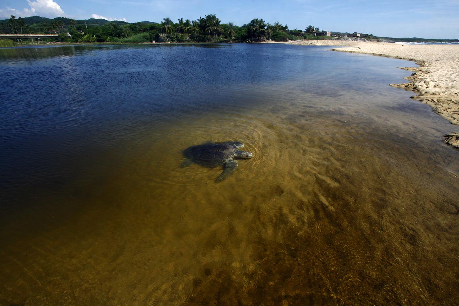Comienza la llegada diaria de unas 1.000 tortugas golfinas a las playas de Ixtapilla, en Michoacán