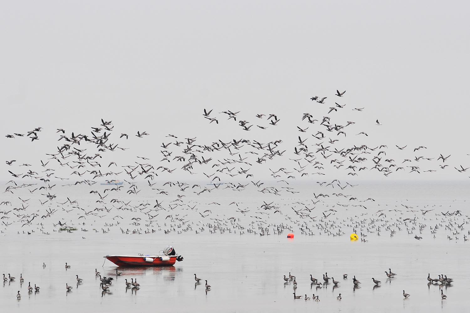 Miles de gansos llegan al Támesis a pasar el invierno, tras su viaje anual de más de 4.000 km