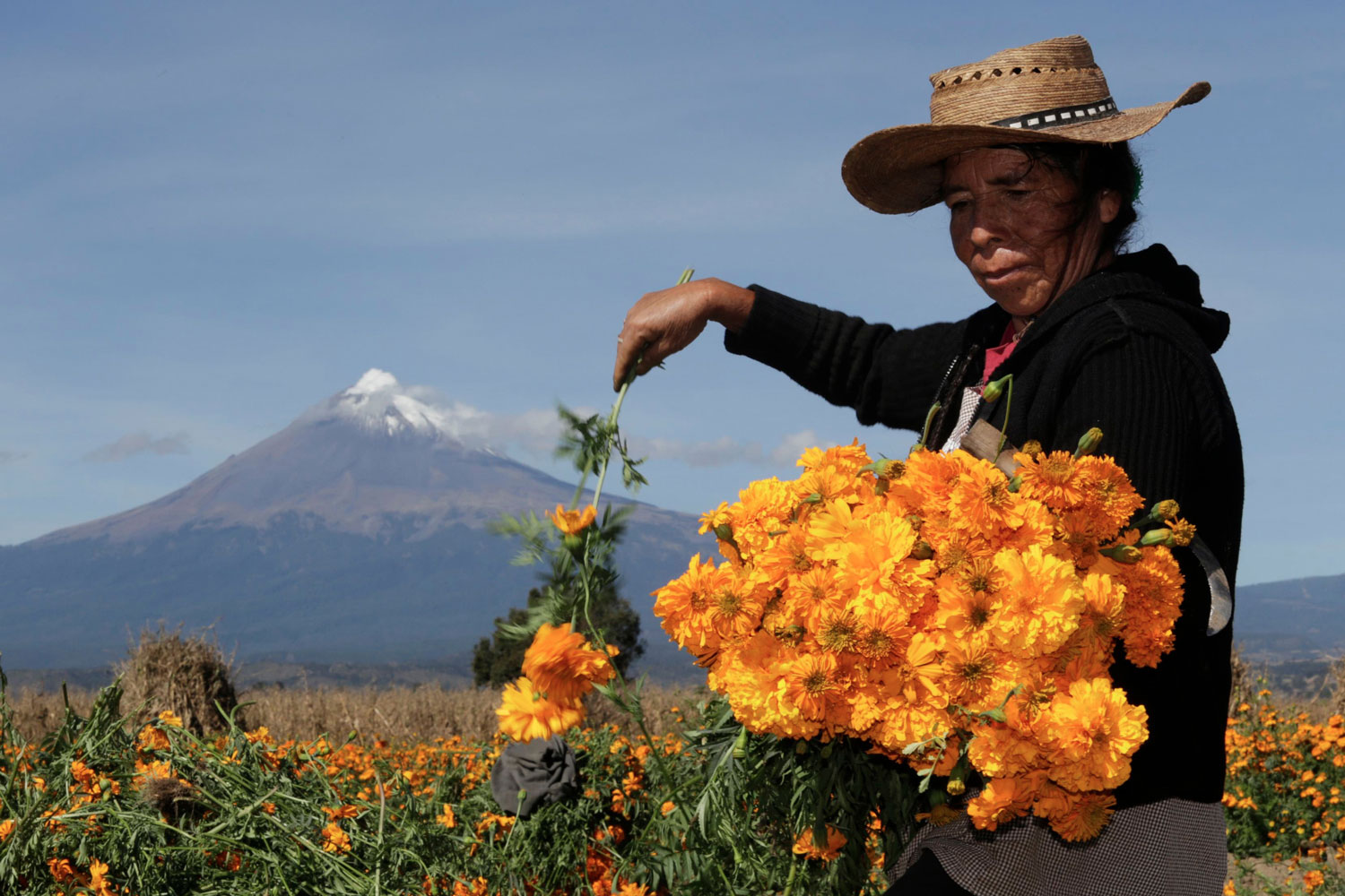 Comienza la recolección y distribución de claveles naranjas en México por el Día de los Muertos