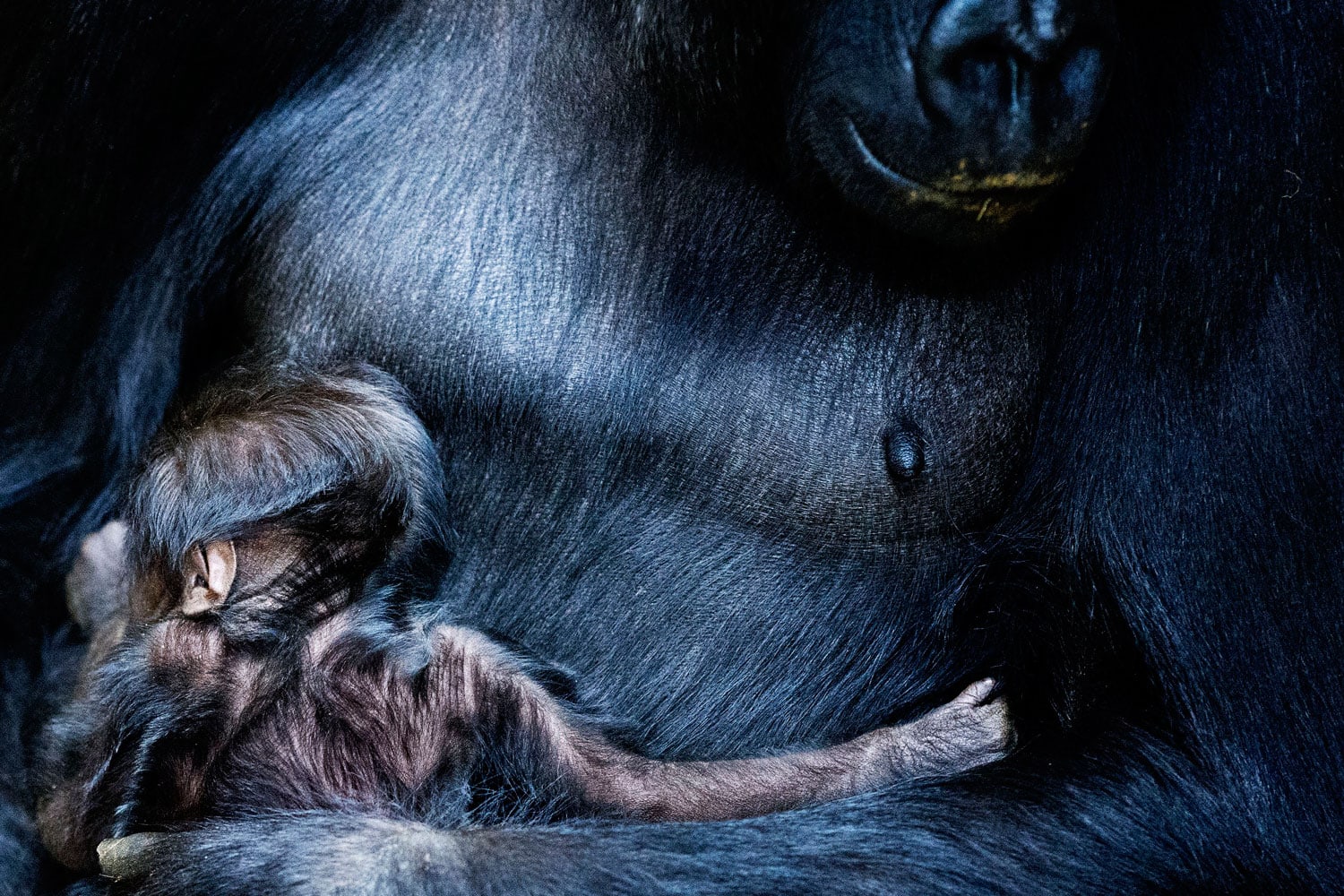 Nacimiento de un gorila en Arnhem