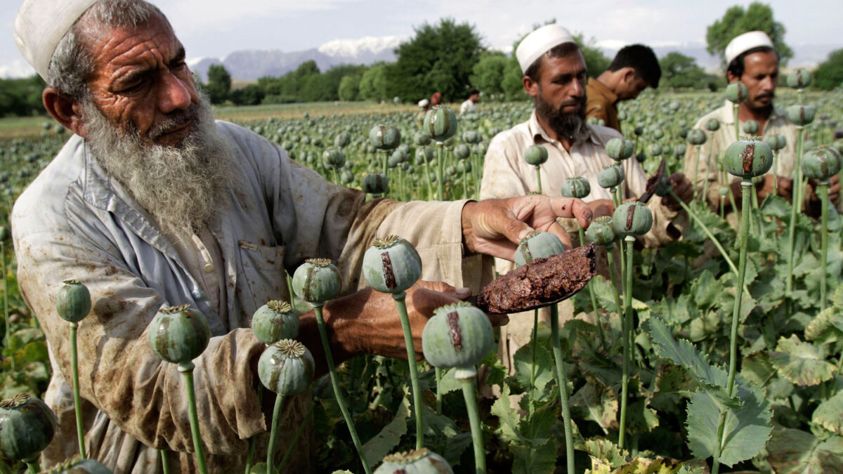 Afganistán bate el récord de cultivo de opio con más de 200.000 hectáreas cultivadas