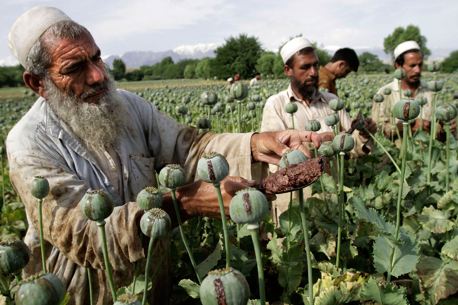 Afganistán bate el récord de cultivo de opio con más de 200.000 hectáreas cultivadas