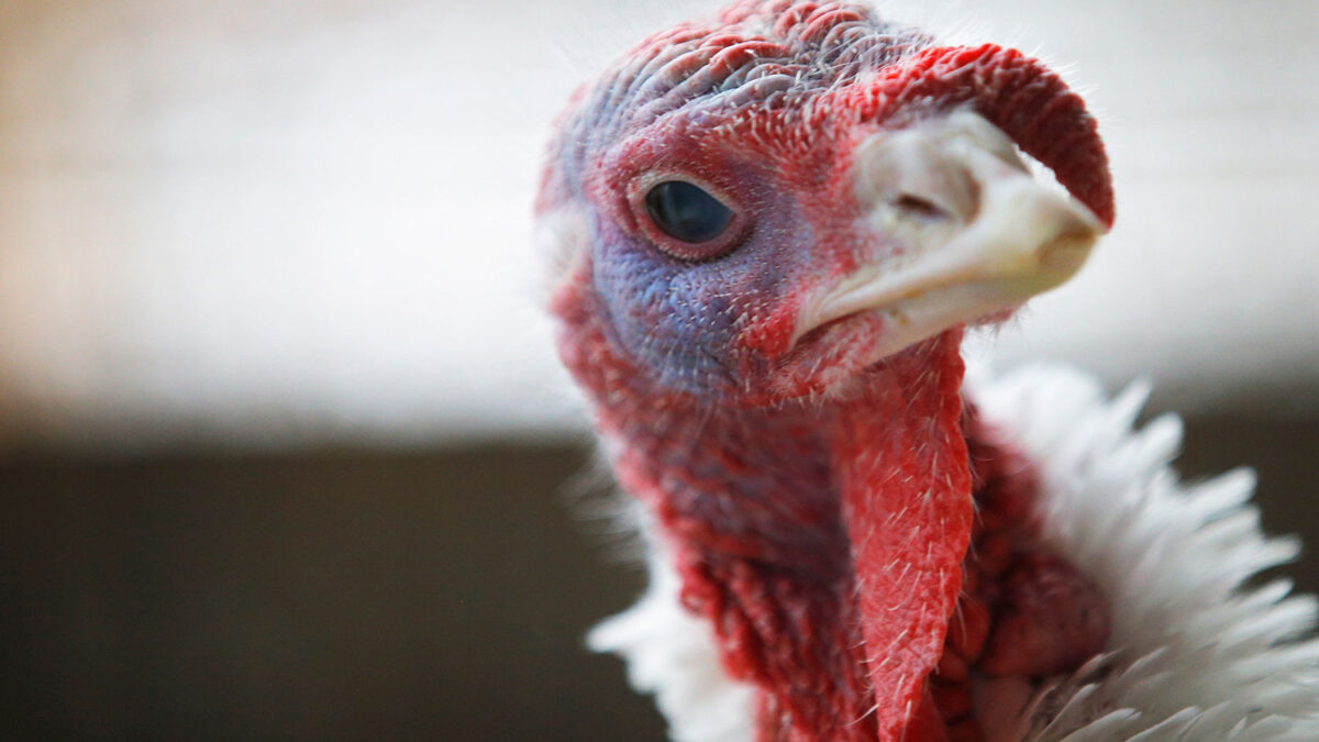 El pavo relleno era la cena de los indígenas y continúa siendo el protagonista de la cena