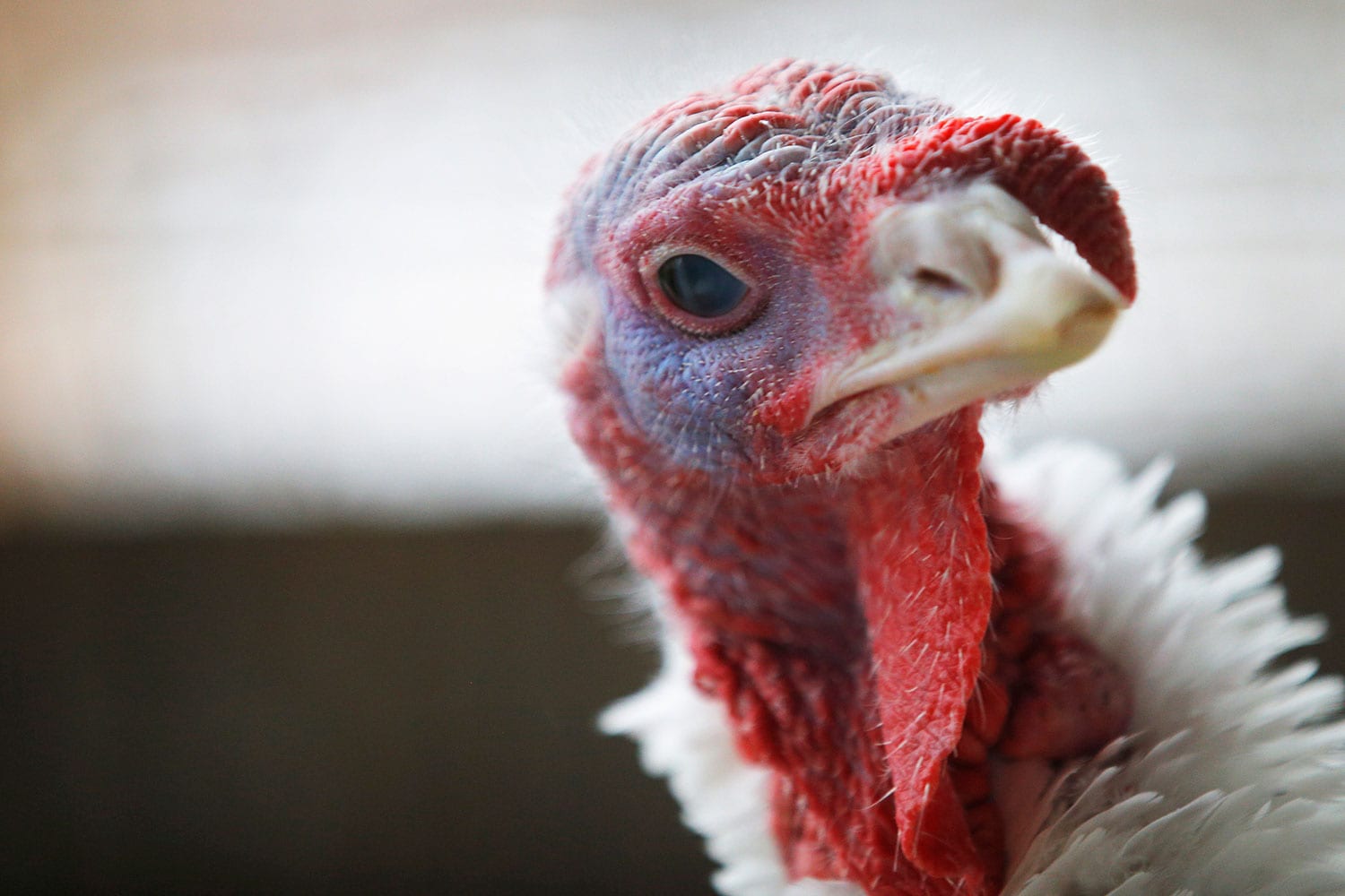 El pavo relleno era la cena de los indígenas y continúa siendo el protagonista de la cena
