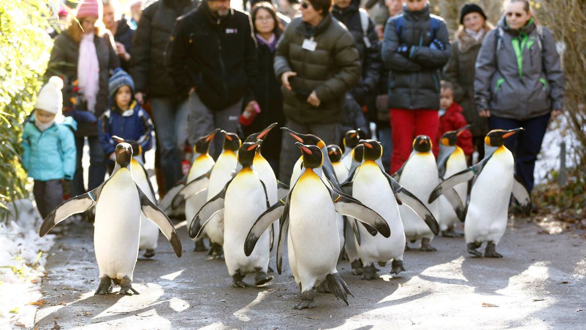 Los día de invierno con menos de 10ºC, los pingüinos rey del Zoo de Zurich salen a dar un paseo