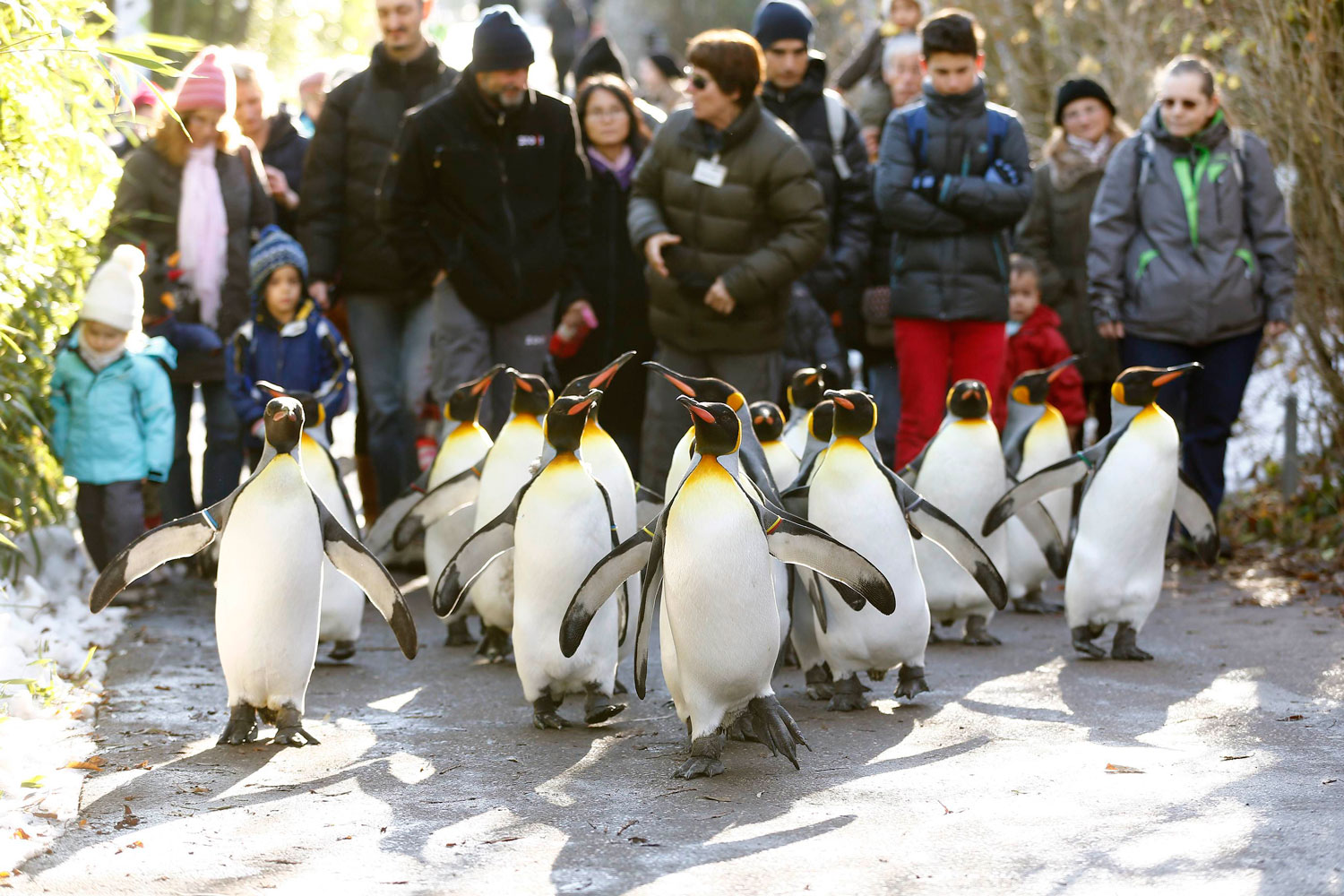 Los día de invierno con menos de 10ºC, los pingüinos rey del Zoo de Zurich salen a dar un paseo